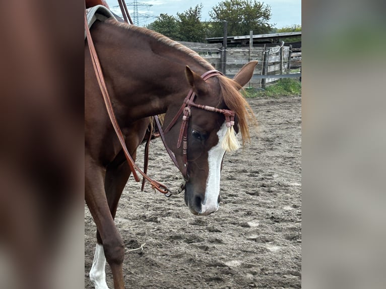 Arabo Egiziano Giumenta 13 Anni 158 cm Sauro scuro in Falkensee