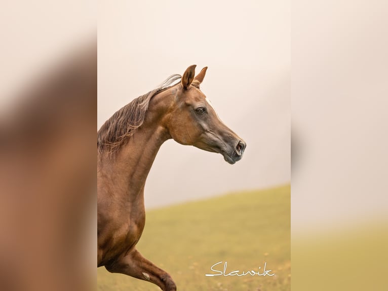 Arabo Egiziano Giumenta 15 Anni 150 cm Sauro scuro in TambergauHinterstoder