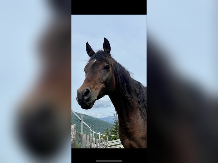 Arabo Egiziano Giumenta 15 Anni 151 cm Baio scuro in Innsbruck