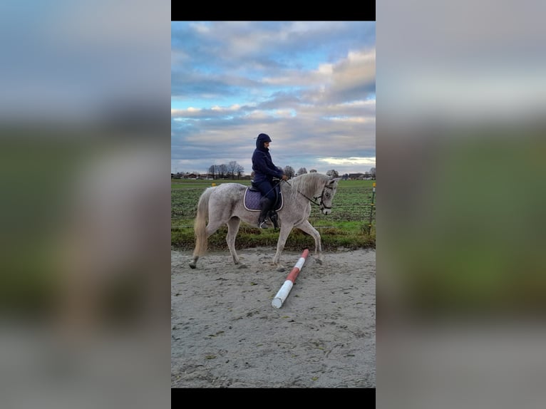 Arabo Egiziano Giumenta 16 Anni 152 cm Grigio trotinato in Rosenheim