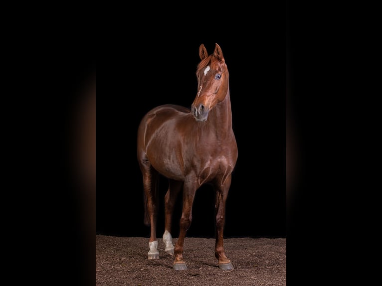 Arabo Egiziano Mix Giumenta 16 Anni 155 cm Sauro scuro in Duisburg