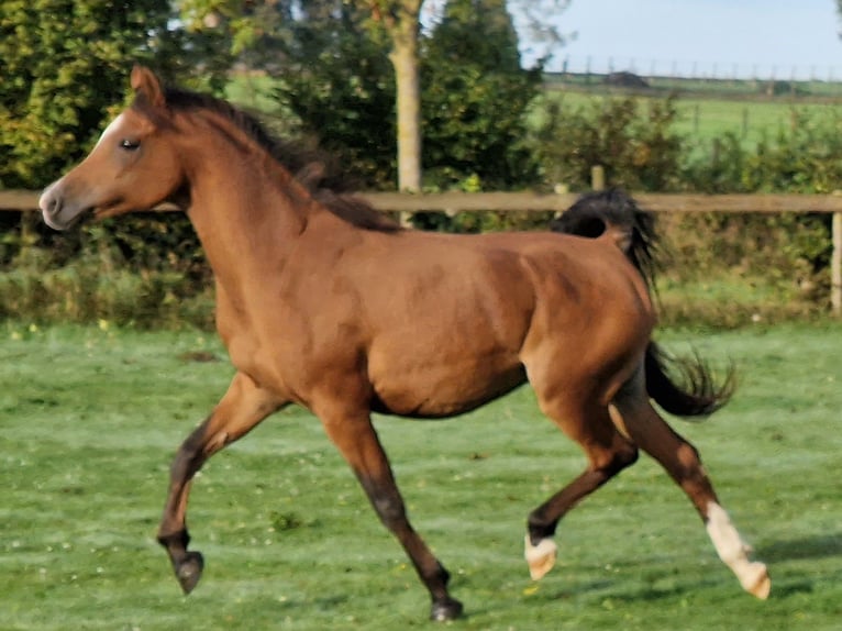 Arabo Egiziano Giumenta 17 Anni 161 cm Baio in Boutersem