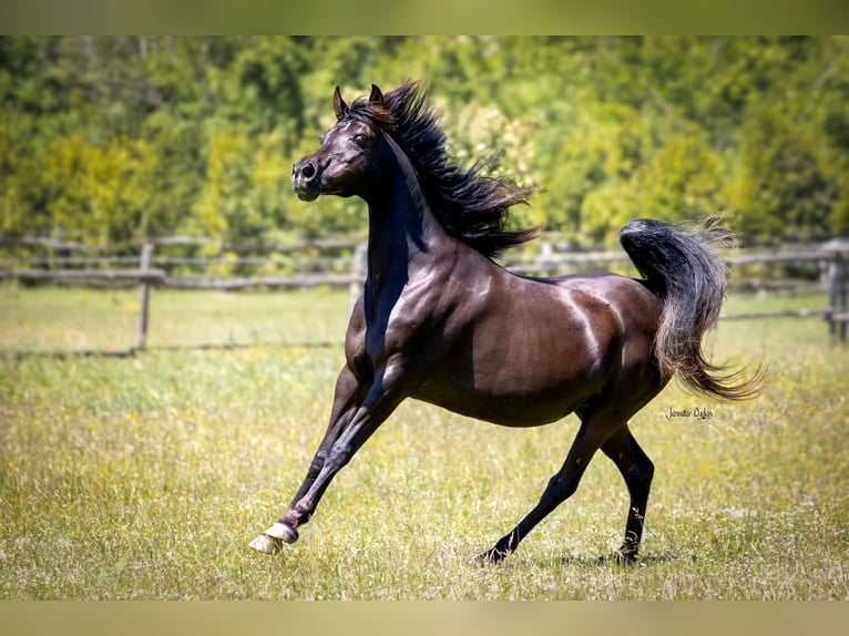 Arabo Egiziano Giumenta 19 Anni 153 cm Morello in Puchberg
