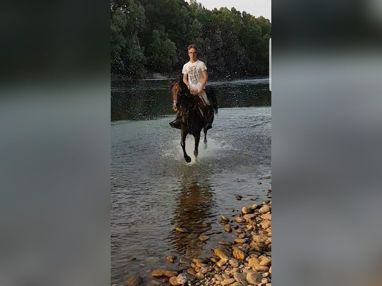 Arabo Egiziano Giumenta 19 Anni 155 cm Baio in Arcugnano