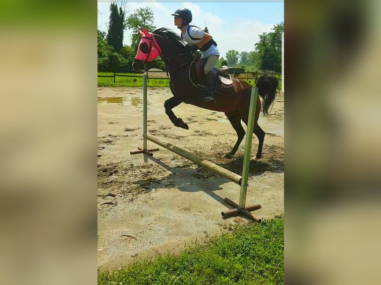 Arabo Egiziano Giumenta 19 Anni 155 cm Baio in Arcugnano