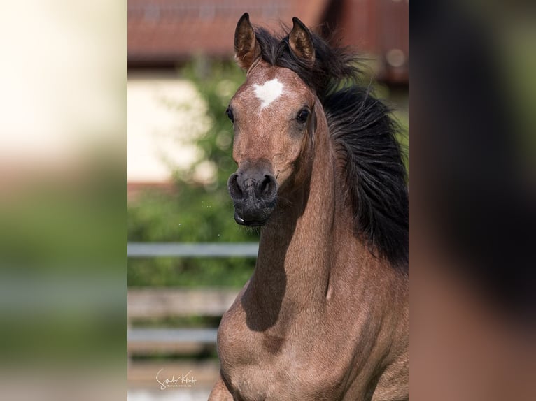 Arabo Egiziano Giumenta 1 Anno 153 cm Può diventare grigio in Blankenhain