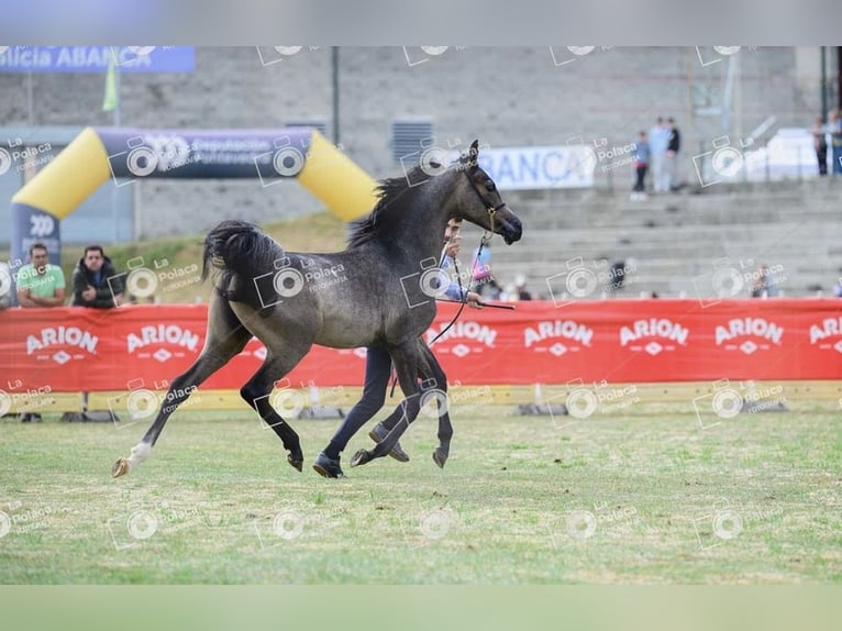 Arabo Egiziano Giumenta 1 Anno Grigio in Lugo