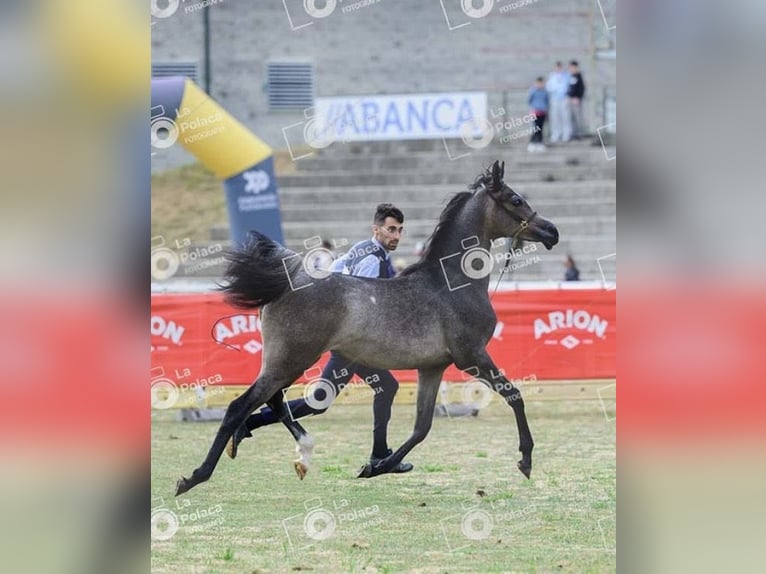 Arabo Egiziano Giumenta 1 Anno Grigio in Lugo