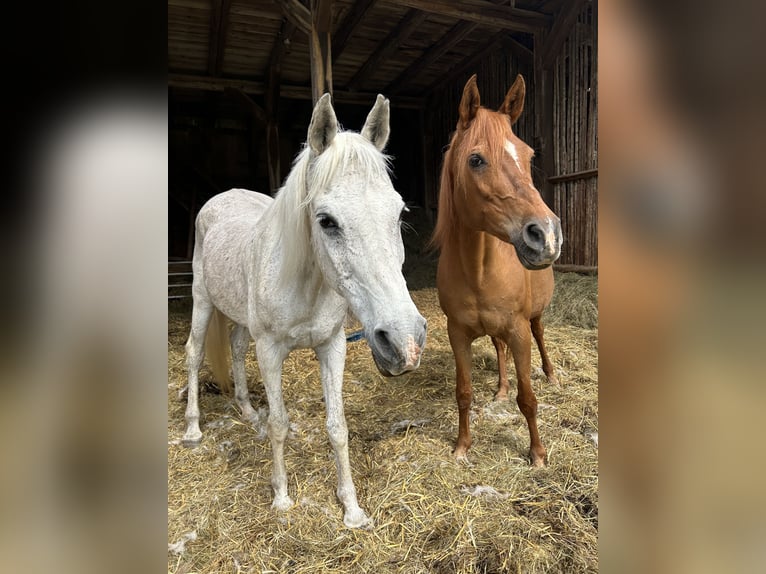 Arabo Egiziano Giumenta 21 Anni 154 cm Sauro scuro in Gifhorn