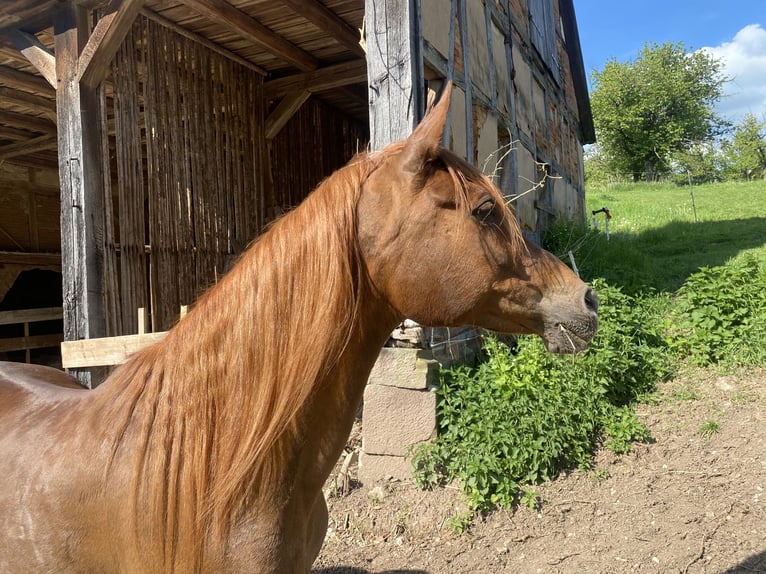 Arabo Egiziano Giumenta 21 Anni 154 cm Sauro scuro in Gifhorn