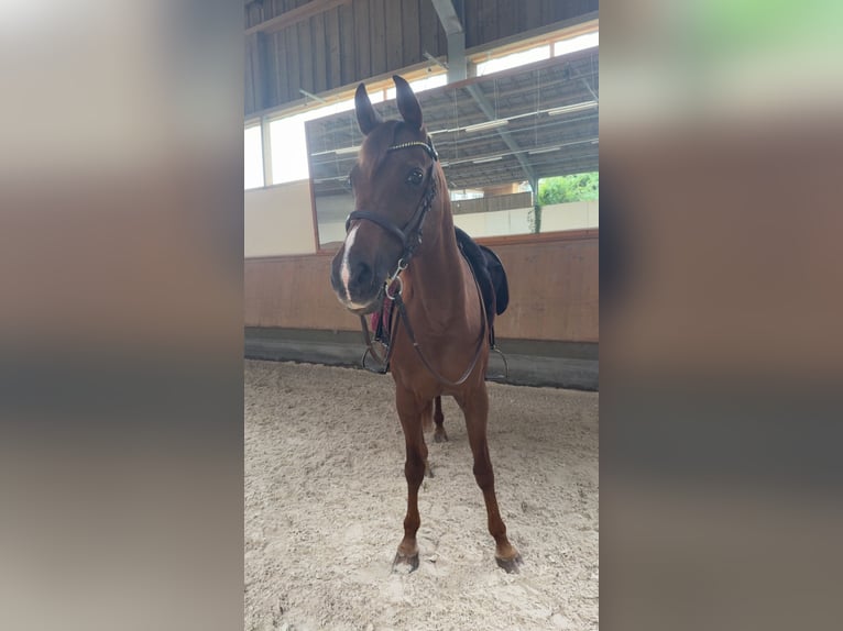 Arabo Egiziano Giumenta 22 Anni 147 cm Sauro scuro in Massenhausen