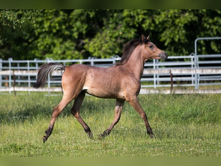Arabo Egiziano Giumenta 2 Anni 153 cm Può diventare grigio in Blankenhain