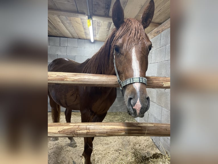 Arabo Egiziano Mix Giumenta 2 Anni 155 cm Sauro in H&#xFC;ttau