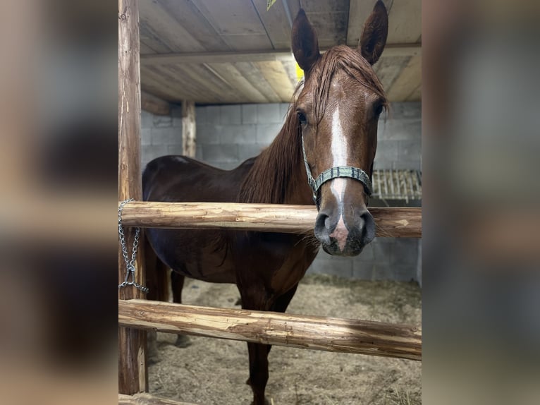 Arabo Egiziano Mix Giumenta 2 Anni 155 cm Sauro in H&#xFC;ttau