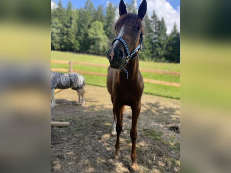 Arabo Egiziano Mix Giumenta 2 Anni 155 cm Sauro in H&#xFC;ttau