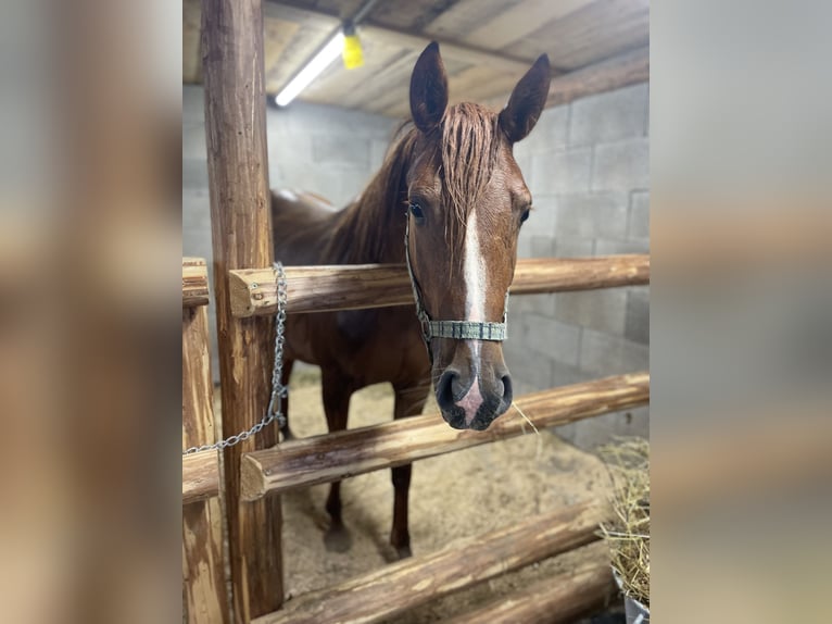 Arabo Egiziano Mix Giumenta 2 Anni 155 cm Sauro in H&#xFC;ttau