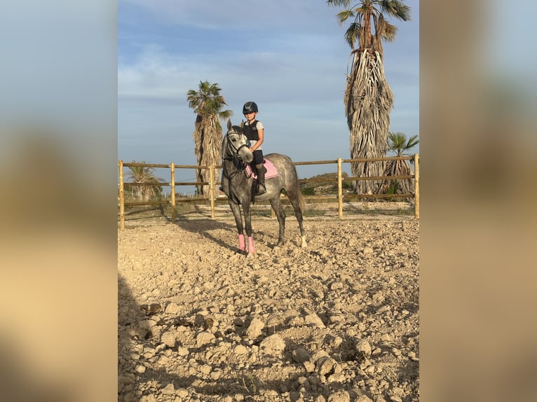Arabo Egiziano Giumenta 3 Anni  in Agost