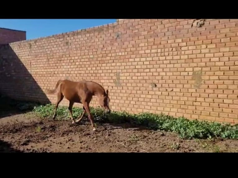 Arabo Egiziano Giumenta 4 Anni 160 cm Sauro in Bollullos Par Del Condado