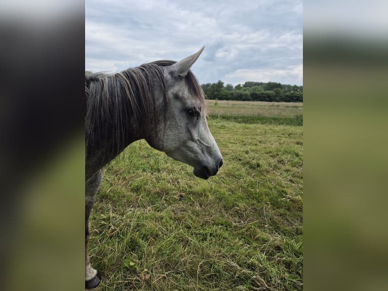 Arabo Egiziano Giumenta 5 Anni 152 cm Grigio trotinato in Engelschoff