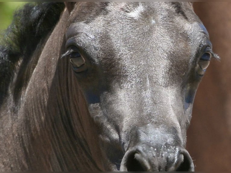 Arabo Egiziano Giumenta 5 Anni 152 cm Morello in Scottsdale