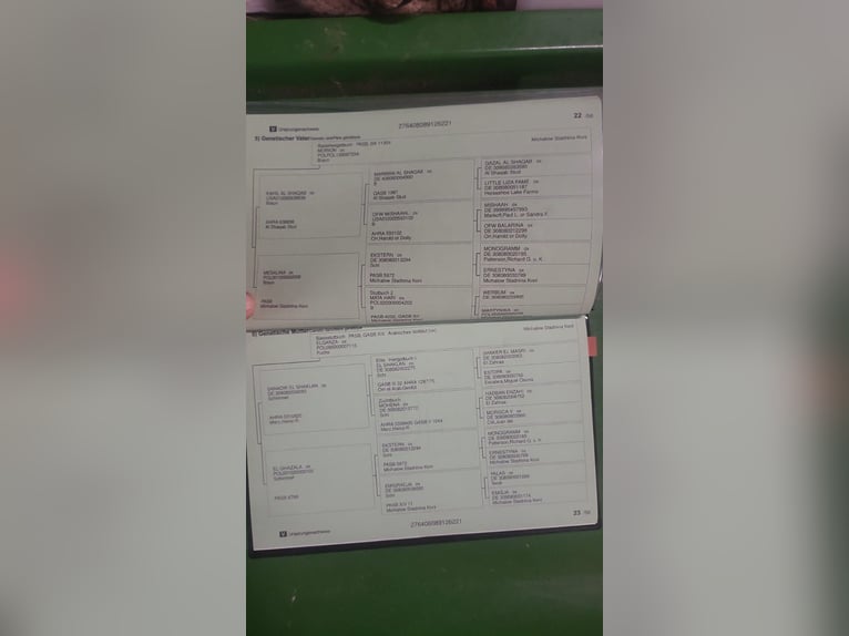 Arabo Egiziano Giumenta 5 Anni 157 cm Baio in Geestland