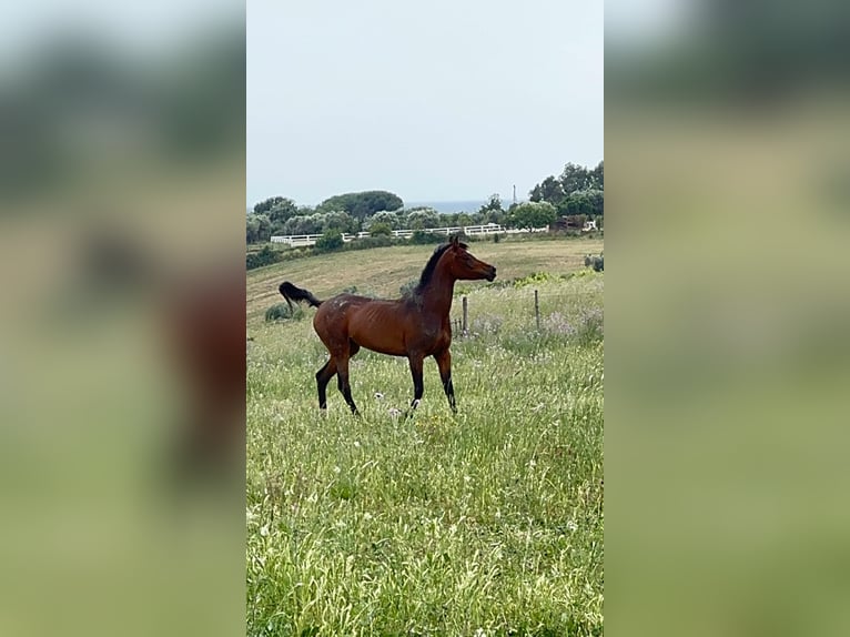 Arabo Egiziano Giumenta 5 Anni 160 cm Baio in Ladispoli