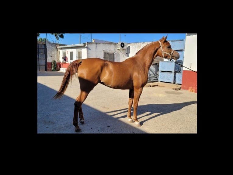 Arabo Egiziano Giumenta 5 Anni 160 cm Sauro in Bollullos Par Del Condado