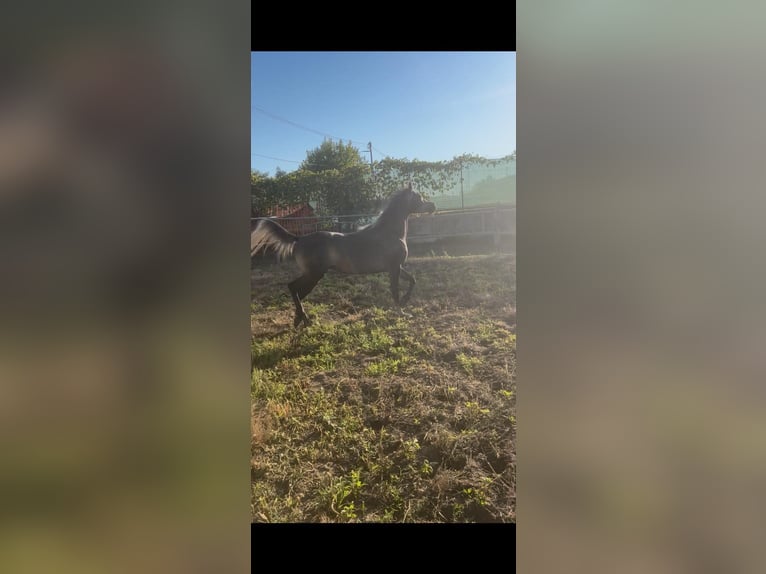Arabo Egiziano Giumenta 5 Anni Grigio in Viareggio