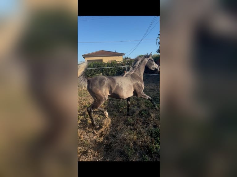 Arabo Egiziano Giumenta 5 Anni Grigio in Viareggio