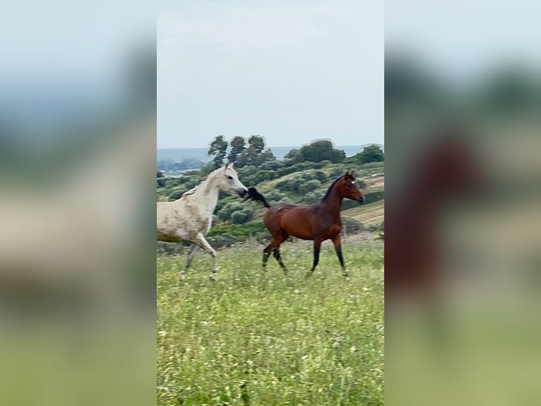 Arabo Egiziano Giumenta 6 Anni 160 cm Baio in Ladispoli