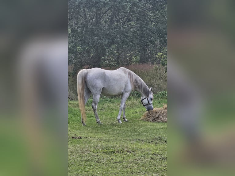Arabo Egiziano Giumenta 6 Anni Grigio in Drag&#xF8;r