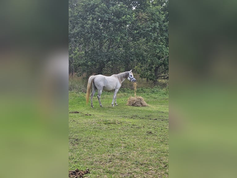 Arabo Egiziano Giumenta 6 Anni Grigio in Drag&#xF8;r