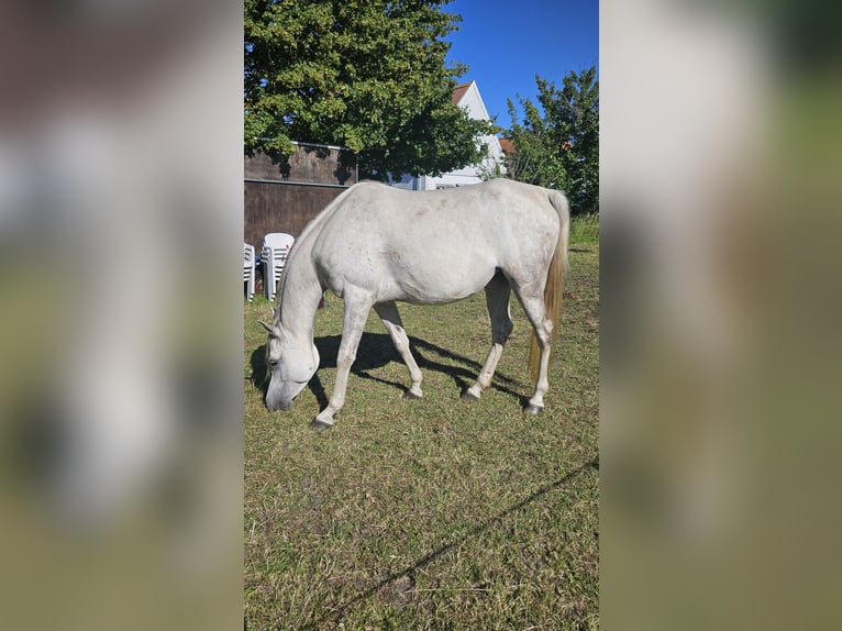 Arabo Egiziano Giumenta 6 Anni Grigio in Drag&#xF8;r