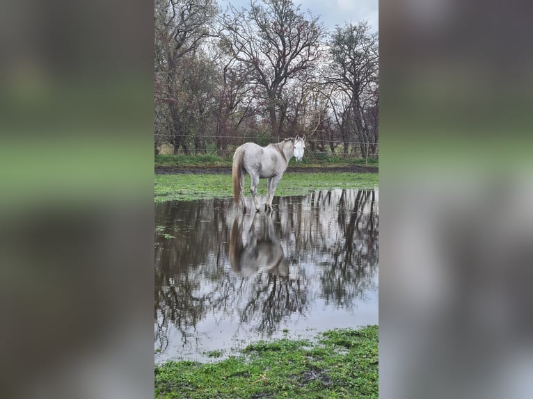 Arabo Egiziano Giumenta 6 Anni Grigio in Drag&#xF8;r