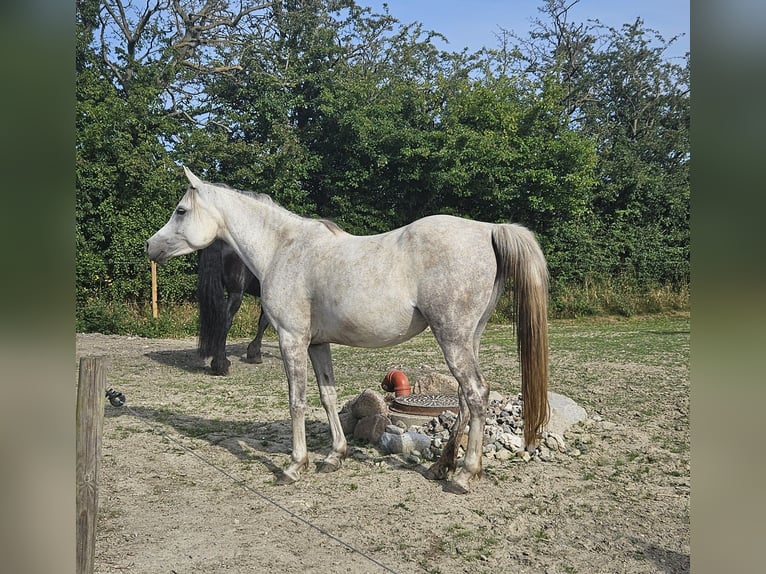 Arabo Egiziano Giumenta 6 Anni Grigio in Drag&#xF8;r