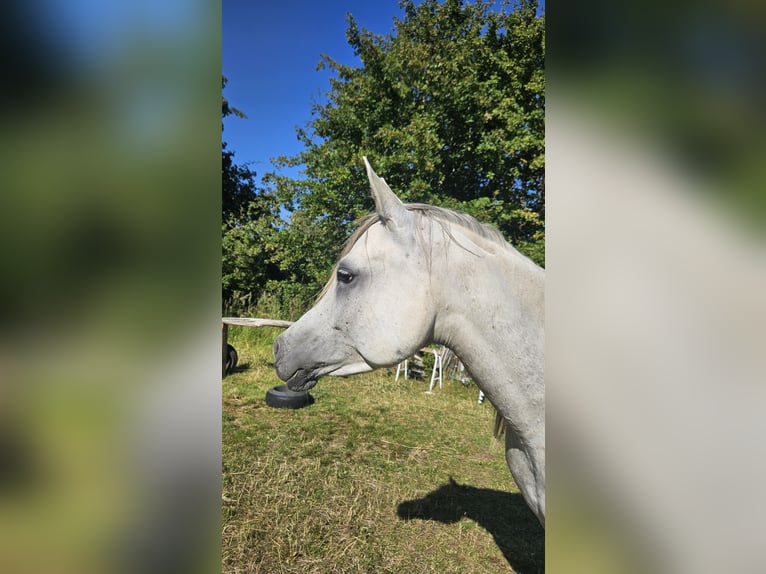 Arabo Egiziano Giumenta 6 Anni Grigio in Drag&#xF8;r