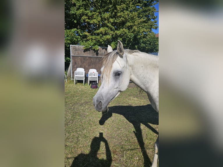 Arabo Egiziano Giumenta 6 Anni Grigio in Drag&#xF8;r