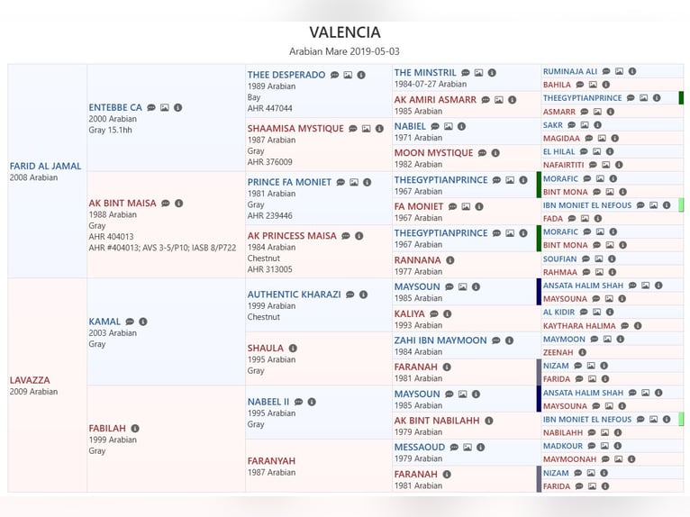 Arabo Egiziano Giumenta 6 Anni Grigio in Drag&#xF8;r