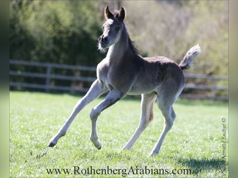 Arabo Egiziano Giumenta 7 Anni 153 cm Morello in Monheim
