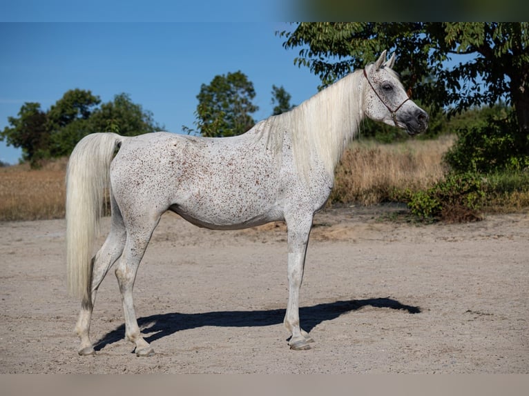 Arabo Egiziano Giumenta 7 Anni 154 cm Grigio trotinato in Remseck am Neckar