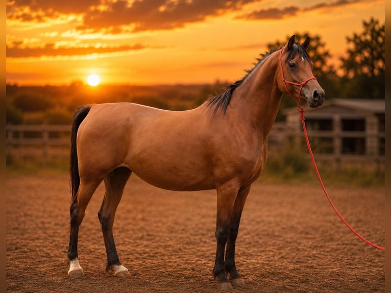Arabo Egiziano Giumenta 8 Anni 154 cm Baio in Laatzen