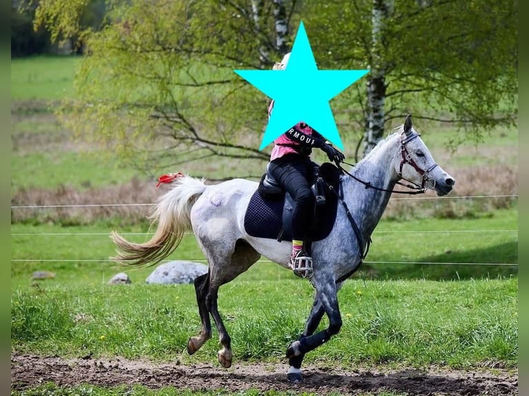 Arabo Egiziano Giumenta 9 Anni 151 cm Grigio in Seehausen am Staffelsee