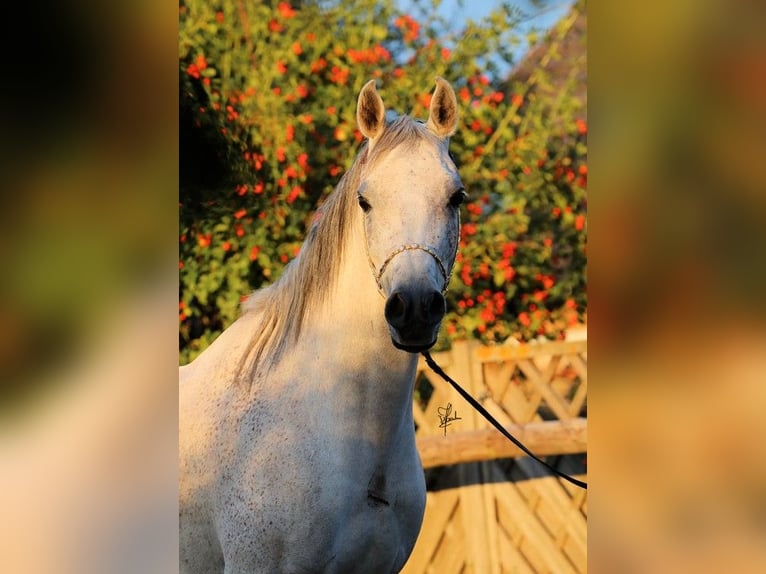 Arabo Egiziano Giumenta 9 Anni 151 cm Grigio in Erftstadt