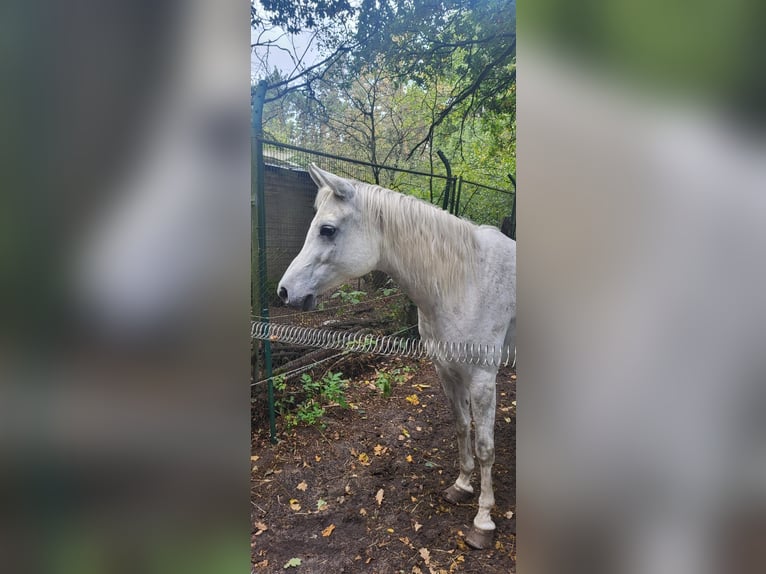 Arabo Egiziano Giumenta 9 Anni 155 cm Bianco in Fa&#xDF;berg