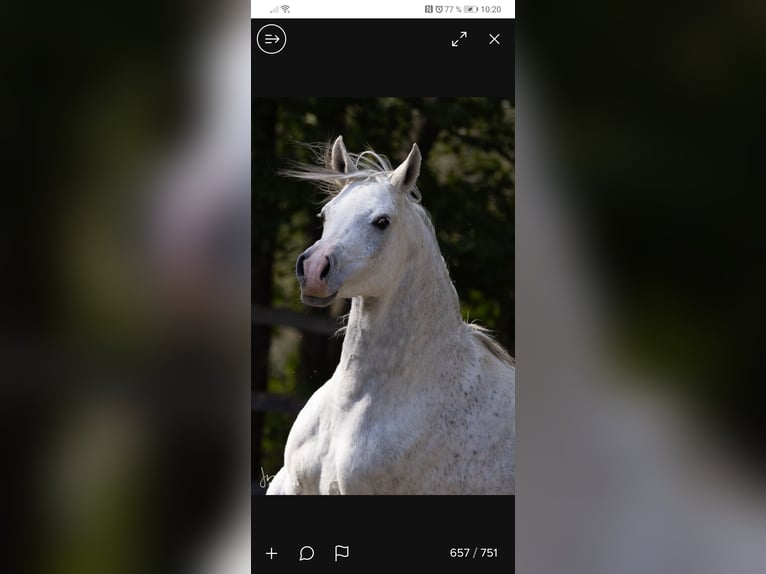 Arabo Egiziano Stallone 10 Anni 158 cm Grigio in Geisenfeld