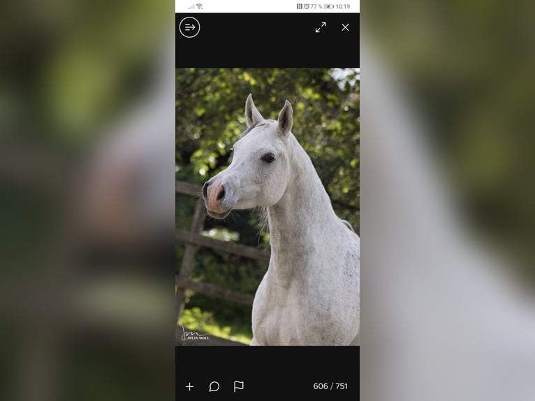 Arabo Egiziano Stallone 10 Anni 158 cm Grigio in Geisenfeld