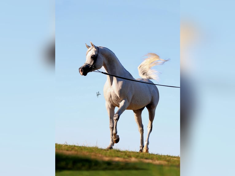 Arabo Egiziano Stallone 12 Anni 155 cm Grigio in Freudenberg