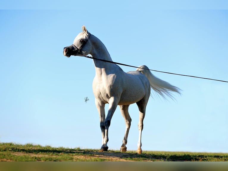 Arabo Egiziano Stallone 12 Anni 155 cm Grigio in Freudenberg