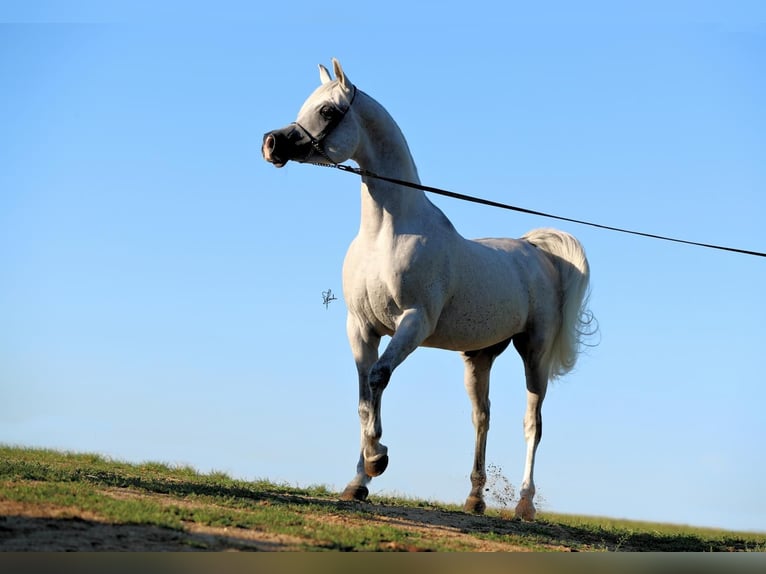 Arabo Egiziano Stallone 12 Anni 155 cm Grigio in Freudenberg