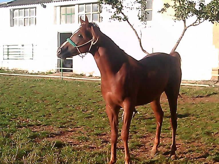 Arabo Egiziano Stallone 14 Anni 60 cm Sauro in Imaz